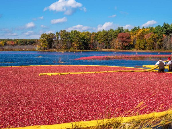 raccolta dei cranberry massachussetts campo allagato con frutti rossi che galleggiano in superficie e due operai che controllano in mezzo all acqua sullo sfondo cielo azzurro con nuvole e alberi con foglie autunnali