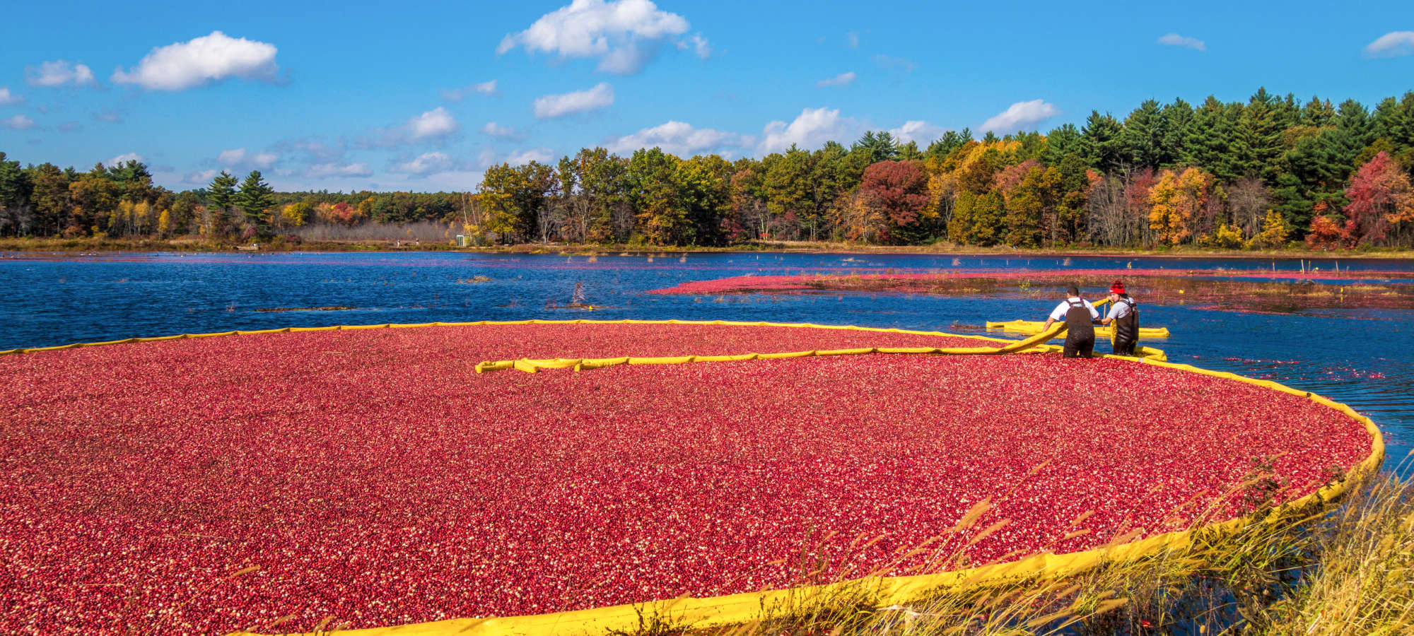 raccolta dei cranberry massachussetts campo allagato con frutti rossi che galleggiano in superficie e due operai che controllano in mezzo all acqua sullo sfondo cielo azzurro con nuvole e alberi con foglie autunnali