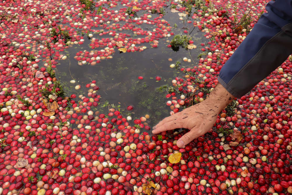 raccolta dei cranberry stati uniti mano di uomo accarezza frutti rossi che galleggiano a migliaia nel campo allagato